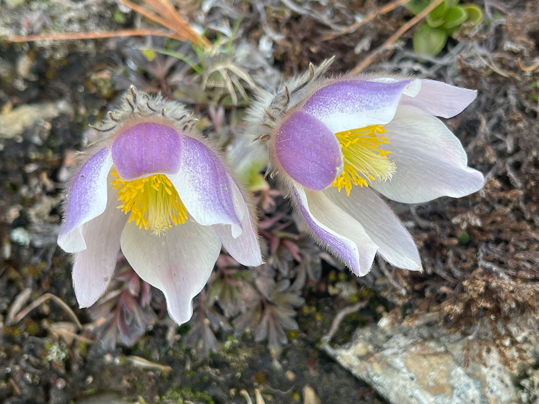 Tolle Blumenvielfalt zu entdecken in den Bergen