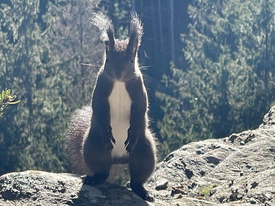 Eichhörnchen ganz Nah, das sieht man nur beim Wandern oder beim Waldbaden