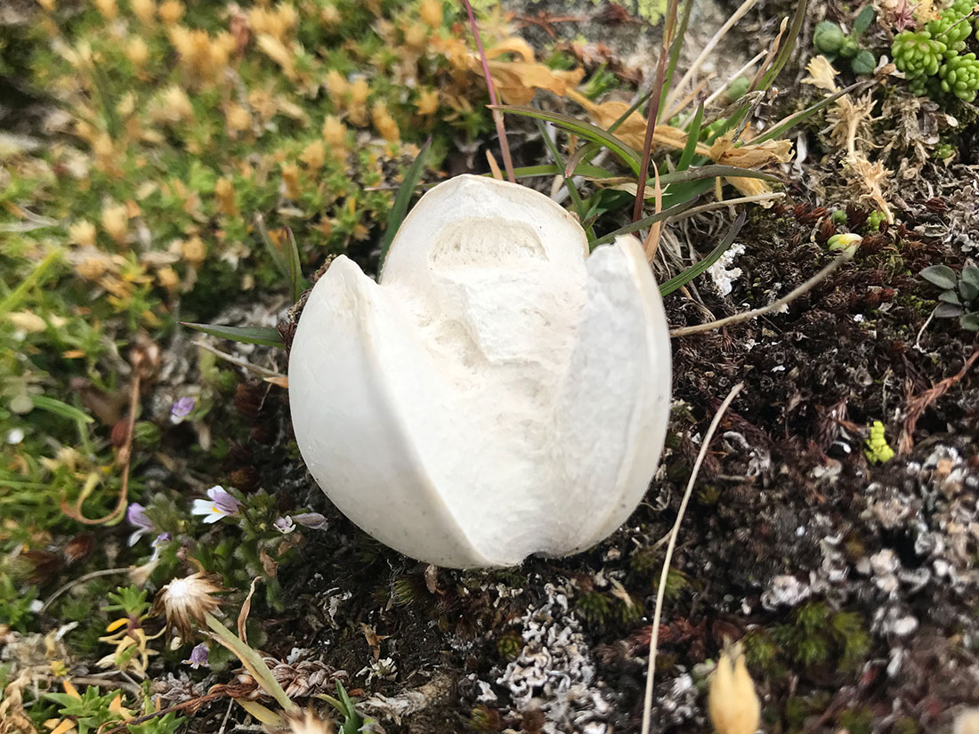 interessante Pilze in den Wäldern Tirols